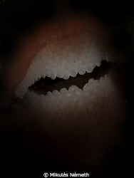 Batman dentures      Olympus E lense 105 mm macro F/14 ,1... by Mikulás Németh 